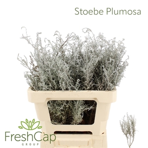 Stoebe Plumosa