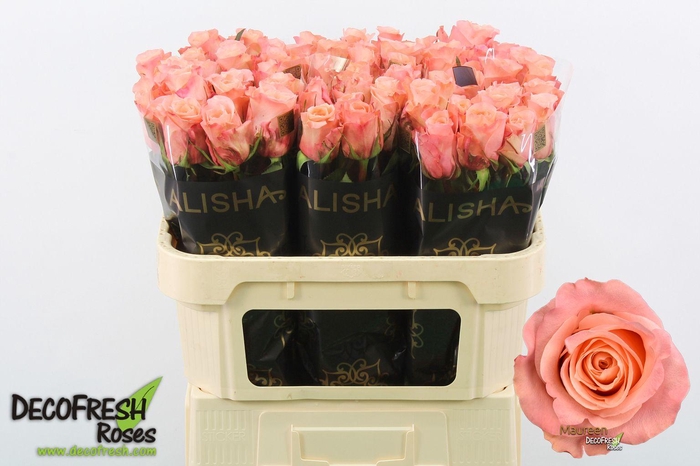 <h4>R Gr Maureen</h4>