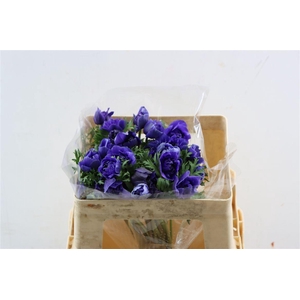 Anem Full Star Dark Blue