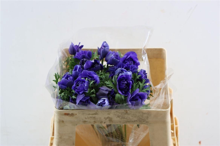 <h4>Anem Full Star Dark Blue</h4>