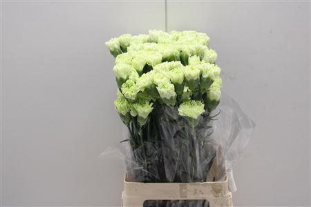 <h4>Di St Goblin</h4>