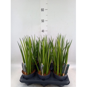 Sansevieria cyl.  ...