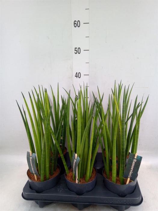 <h4>Sansevieria cyl.  ...</h4>