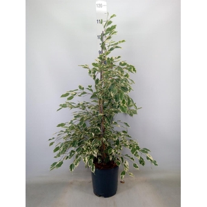 Ficus benja. 'Twilight'