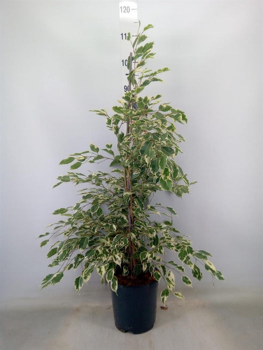 <h4>Ficus benja. 'Twilight'</h4>