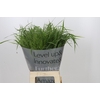 Panicum Fountain