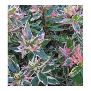 Abelia overig