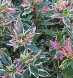 <h4>Abelia overig</h4>