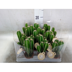 Cereus per. 'Florida'