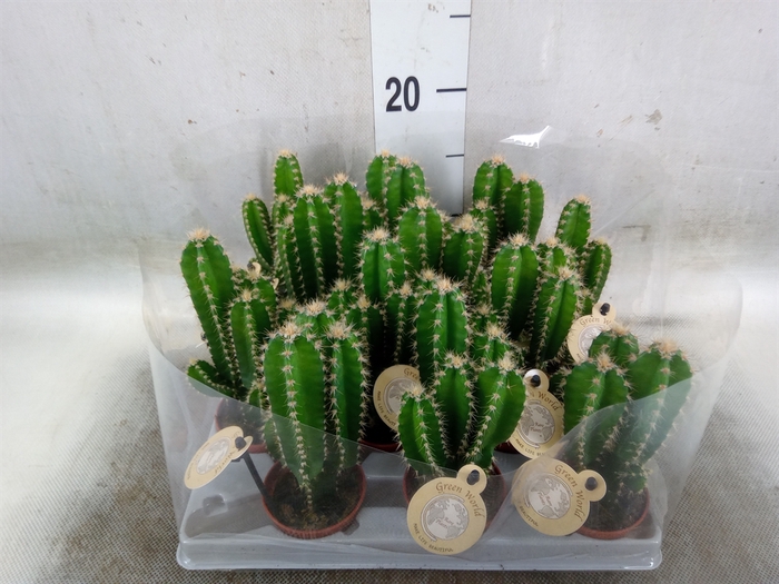<h4>Cereus per. 'Florida'</h4>