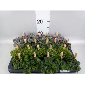 Planten  ..mix