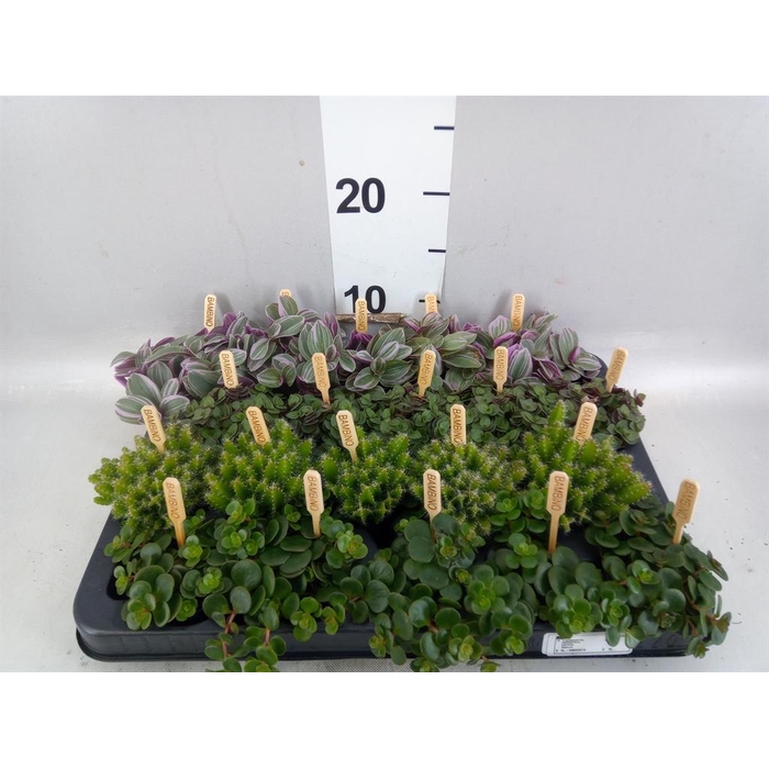 <h4>Planten ..mix</h4>