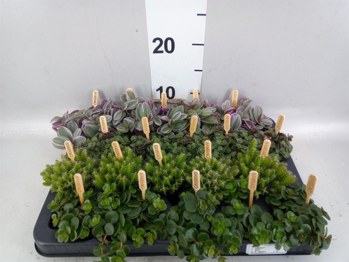 Planten  ..mix