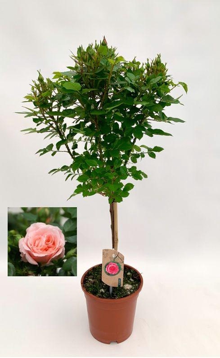 <h4>Roos op stam, roze</h4>