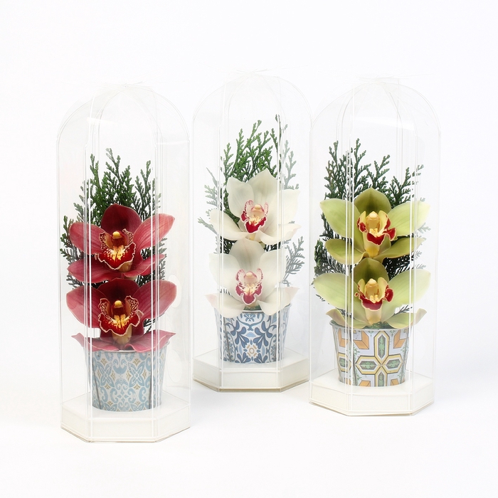 <h4>CYMB VERPAKT P BLOEM 8042</h4>