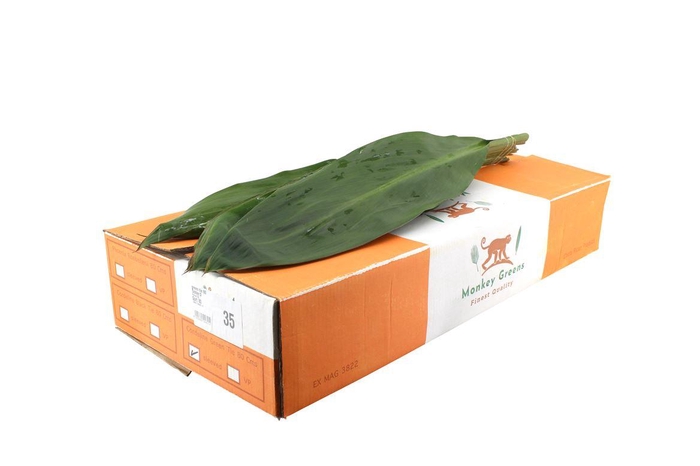 Green Tie 80 Black Friday Deals !!!