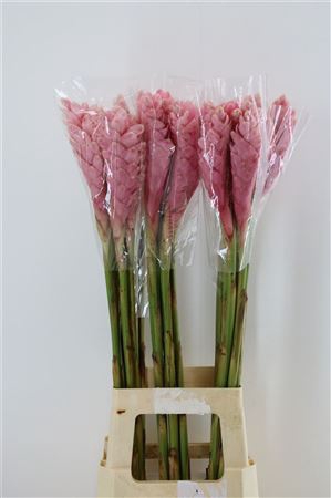 <h4>Alpinia purpurata</h4>
