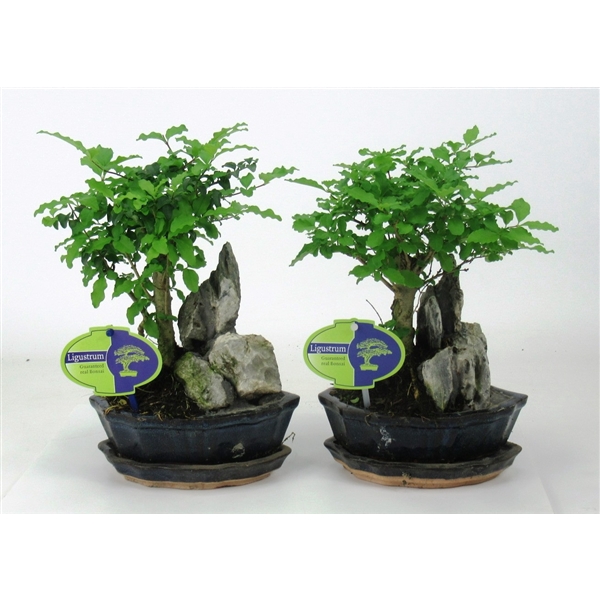 <h4>Ligustrum sinensis, 16 cm., with rock, with driptray</h4>