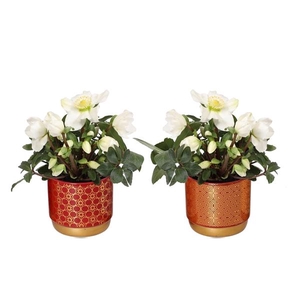 Helleborus niger 'Christmas Carol'