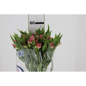ALSTROEMERIA TOURMALINE 080 CM ROSA