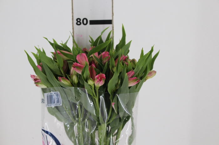 <h4>ALSTROEMERIA TOURMALINE 080 CM ROSA</h4>