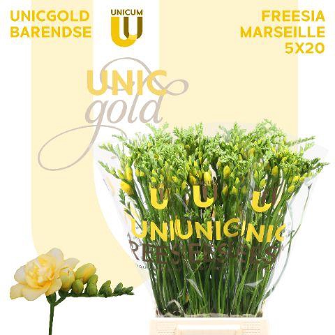 <h4>Fr Du Marseille X20 Barendse</h4>