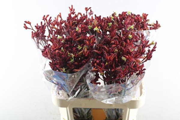 <h4>Anigoz Early Spring (rood)</h4>