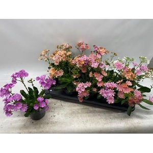 LEWI CO HAPPY CO GEM