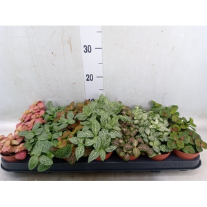 Fittonia   ...mix 7