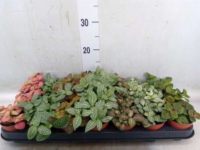 <h4>Fittonia   ...mix 7</h4>