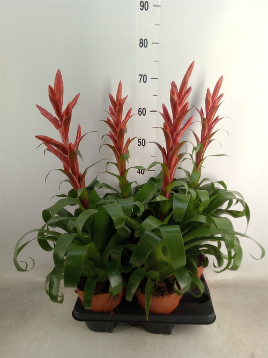 <h4>Tillandsia  'Naomi'</h4>