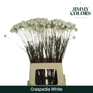 Craspedia L70 White