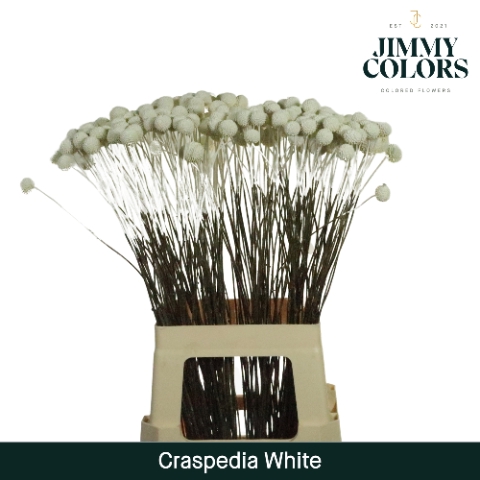 Craspedia L70 White