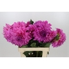 Dahlia Cafe Au Lait Rose