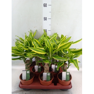 Dracaena frag. 'Golden Queen'