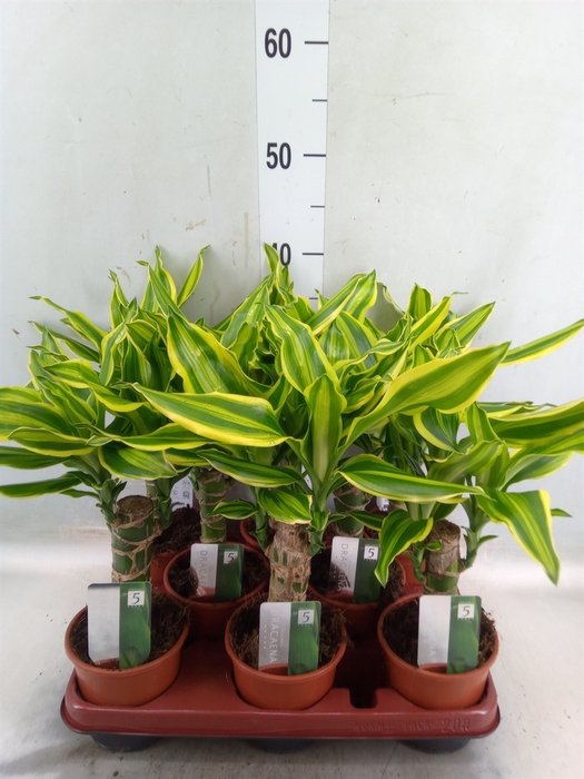 <h4>Dracaena frag. 'Golden Queen'</h4>