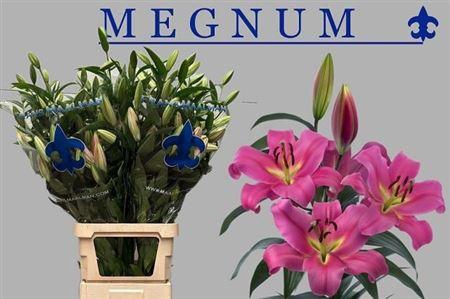 <h4>Li Ot Megnum 8+</h4>