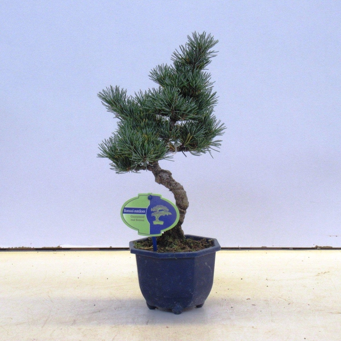 <h4>pinus pentaphylla parviflora</h4>