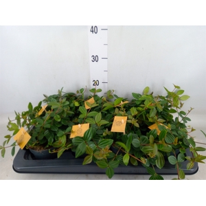Peperomia  'Rocca Scuro'