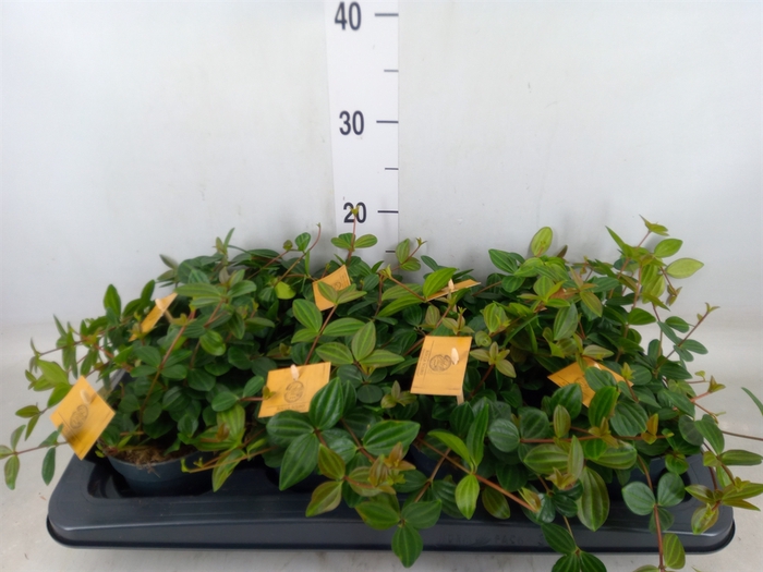 <h4>Peperomia  'Rocca Scuro'</h4>