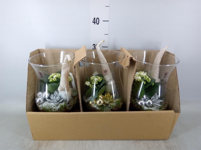 <h4>Arr. Planten L%</h4>