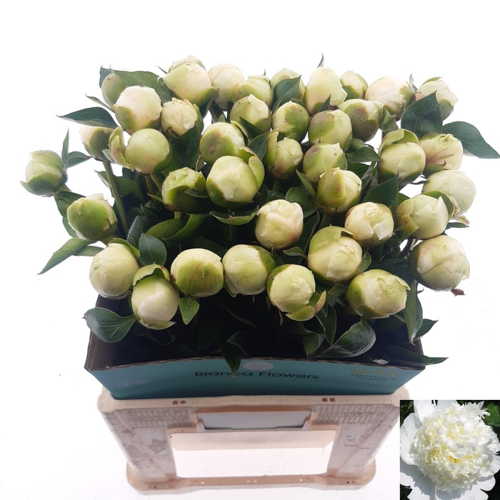 <h4>PAEO L BRIDAL SHOWER</h4>