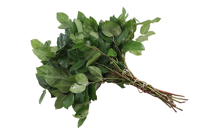 <h4>Salal Tips Orange Box X5</h4>