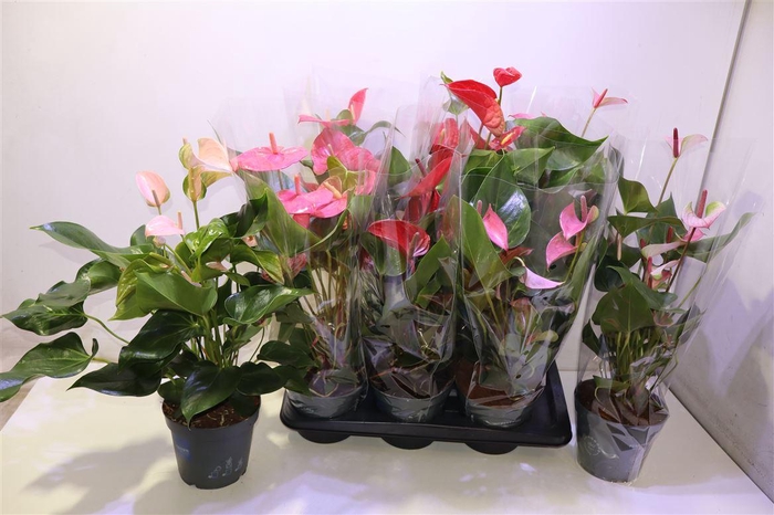 <h4>Anthu An Gem</h4>