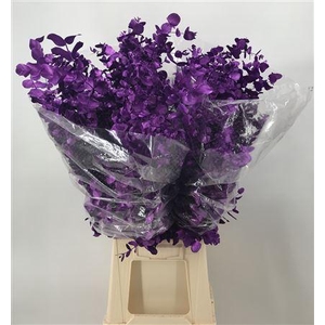 Euca Col Cin Violet Metal