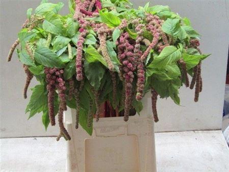 <h4>Amar Ca Mira</h4>