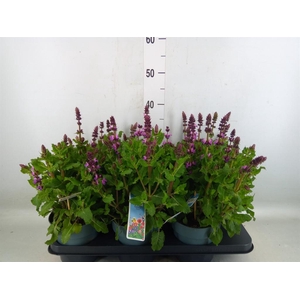 Salvia sylvestris 'Rose Marvel'