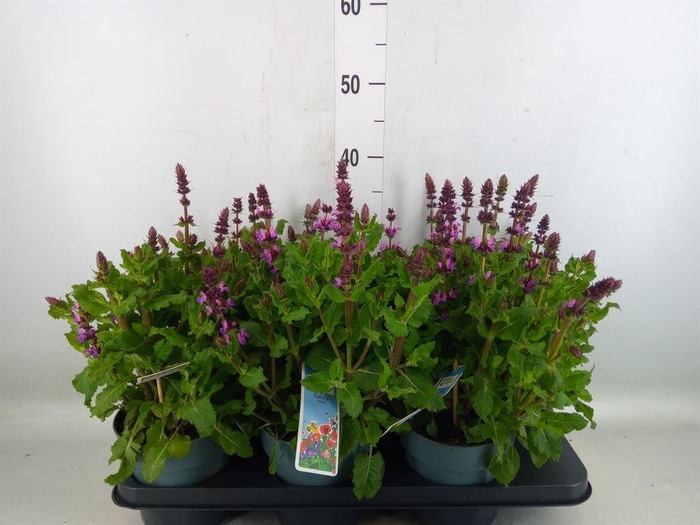 <h4>Salvia sylvestris 'Rose Marvel'</h4>