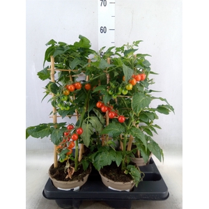 Solanum lycopersicum   ...