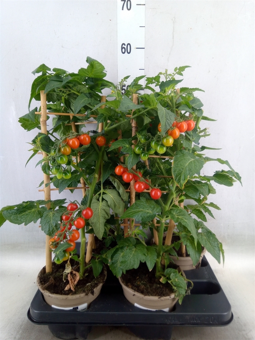 <h4>Solanum lycopersicum   ...</h4>